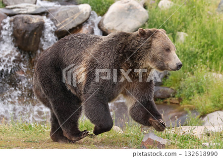Grizzly bear running in Yellowstone National Park, USA 132618990
