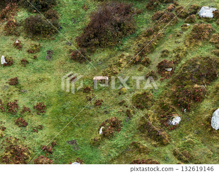 Lonely red deer stag in County Donegal, Ireland 132619146