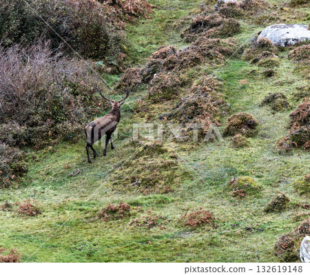 Lonely red deer stag during the rut in County Donegal, Ireland Lonely red deer stag during the rut in County Donegal, Ireland 132619148
