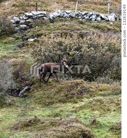 Lonely red deer stag during the rut in County Donegal, Ireland 132619149