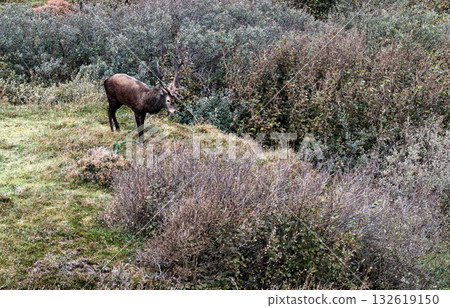Lonely red deer stag during the rut in County Donegal, Ireland Lonely red deer stag during the rut in County Donegal, Ireland 132619150