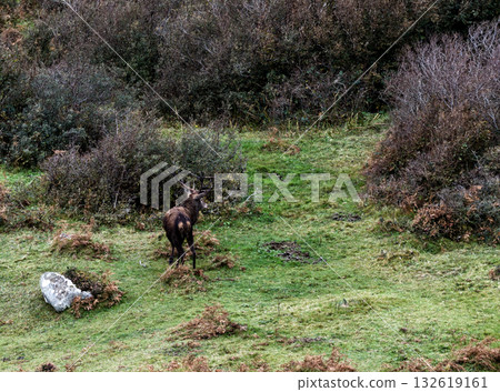 Lonely red deer stag during the rut in County Donegal, Ireland 132619161