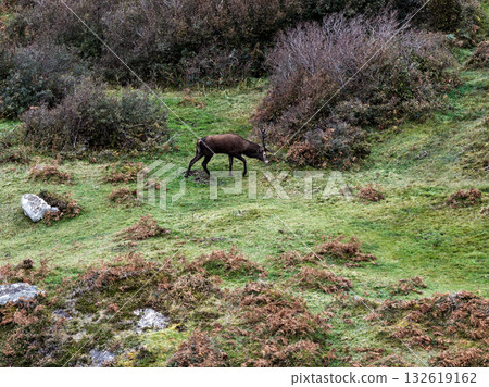Lonely red deer stag during the rut in County Donegal, Ireland 132619162
