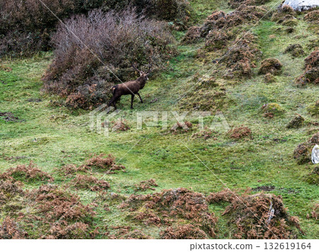 Lonely red deer stag during the rut in County Donegal, Ireland Lonely red deer stag during the rut in County Donegal, Ireland 132619164