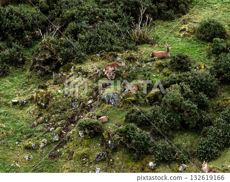 Red deer hinds resting in County Donegal, Ireland 132619166