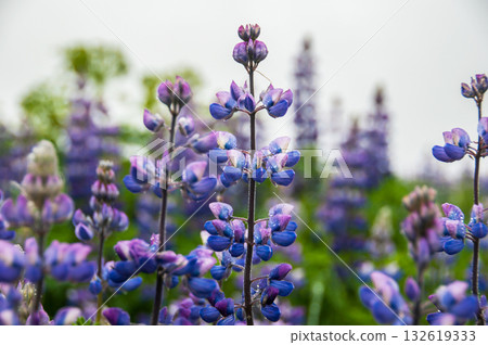 Wild blue lupin in Iceland 132619333