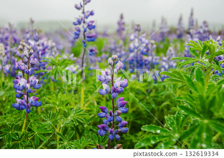 Wild blue lupin in Iceland 132619334