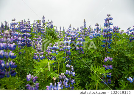 Wild blue lupin in Iceland 132619335