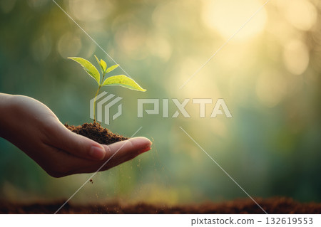Human hand gently holding young plant sprout emerging from rich soil, symbolizing growth, care, hope, and environmental conservation in warm sunlight Human hand gently holding young plant sprout emerging from rich soil, symbolizing growth, care, hope, and environmental conservation in warm sunlight 132619553