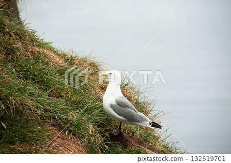 Seagull in a relaxing moment in Latrabjarg cliffs, Iceland 132619701