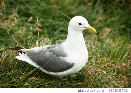Seagull in a relaxing moment in Latrabjarg cliffs, Iceland Seagull in a relaxing moment in Latrabjarg cliffs, Iceland 132619702