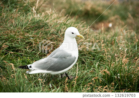 Seagull in a relaxing moment in Latrabjarg cliffs, Iceland Seagull in a relaxing moment in Latrabjarg cliffs, Iceland 132619703