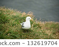 Seagull in a relaxing moment in Latrabjarg cliffs, Iceland 132619704