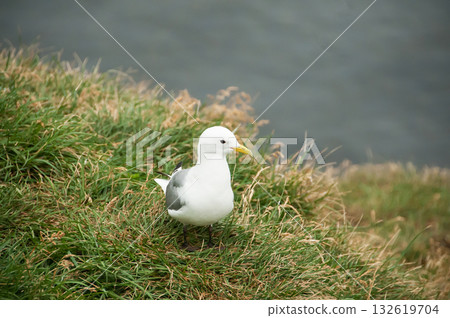 Seagull in a relaxing moment in Latrabjarg cliffs, Iceland Seagull in a relaxing moment in Latrabjarg cliffs, Iceland 132619704