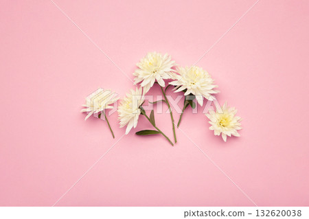 Flowers of Chrysanthemums on pink background. Autumn concept Flowers of Chrysanthemums on pink background. Autumn concept 132620038