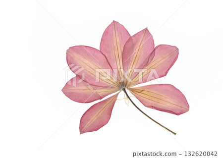 Pressed and dried flower isolated on white background. For use in scrapbooking, floristry or herbarium. 132620042