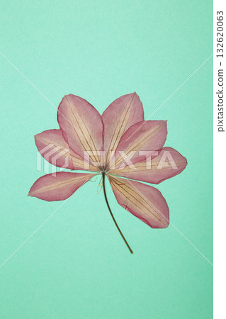 Pressed and dried flower on mint background. For use in scrapbooking, floristry or herbarium. 132620063