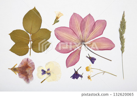 Pressed and dried flowers on white background. For use in scrapbooking, floristry or herbarium. 132620065
