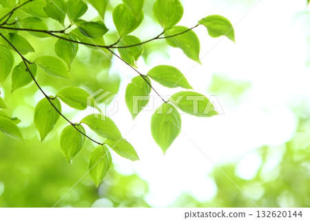 山茱萸的綠葉[白色背景] 132620144