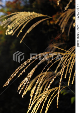 Close-up of silver grass spikes shining in the setting sun 132620152