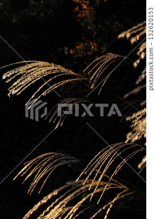 夕陽下，銀色的草穗閃閃發光 132620153