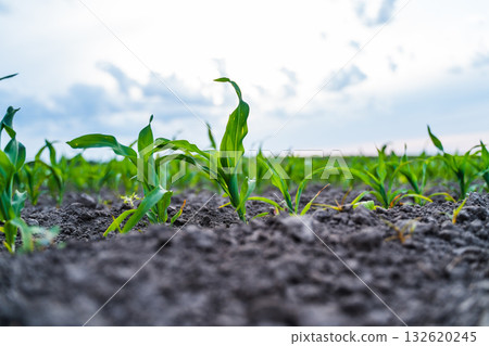 Corn seedlings growing in fertile soil after rain in agricultural field Corn seedlings growing in fertile soil after rain in agricultural field 132620245
