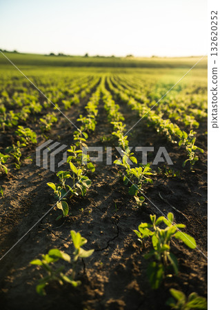 Rows of green seedlings growing in soil on farmland at sunset, agriculture concept 132620252