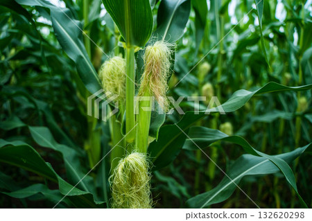 Close-up view of fresh corn silk and green leaves in summer field 132620298
