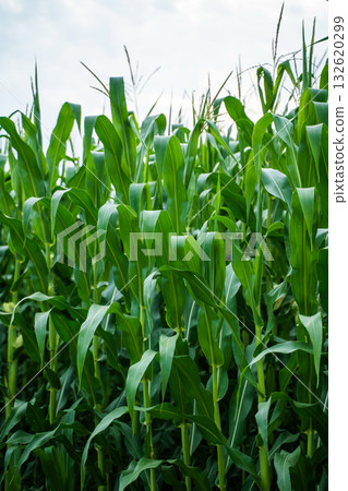 Tall green corn stalks growing under cloudy sky in summer agricultural landscape Tall green corn stalks growing under cloudy sky in summer agricultural landscape 132620299