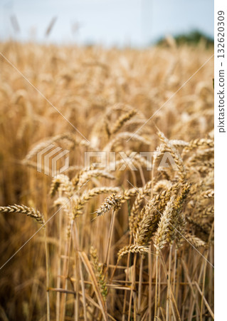 Soft focus view of golden wheat field with ripe ears under cloudy summer sky 132620309