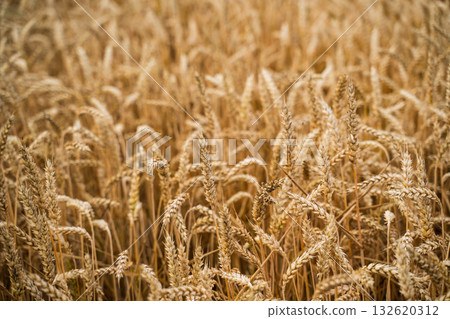 Golden wheat field in summer close-up view showing ripe ears of grain ready for harvest Golden wheat field in summer close-up view showing ripe ears of grain ready for harvest 132620312