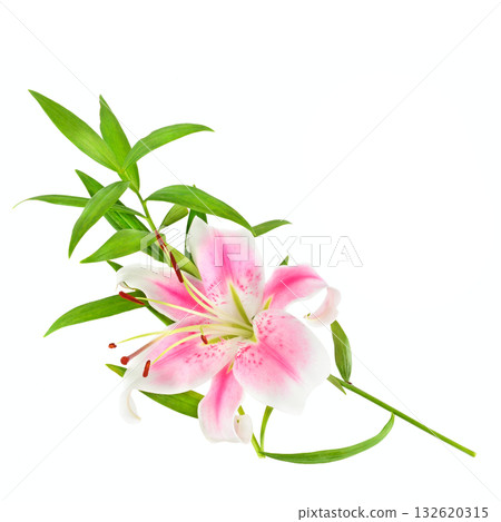 Pink and White Stargazer Lily with Green Stem on White Background 132620315