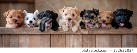 Seven adorable small fluffy puppies of different colors are sitting in a row on a wooden surface, looking at the camera with happy expressions Seven adorable small fluffy puppies of different colors are sitting in a row on a wooden surface, looking at the camera with happy expressions 132621024