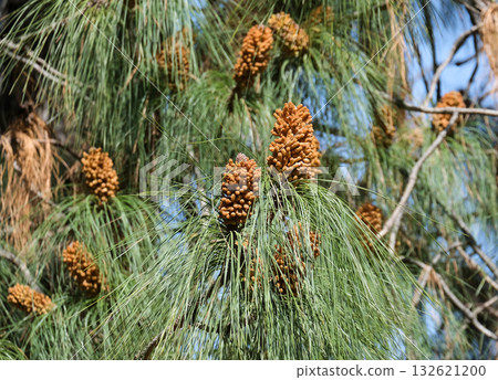Canary Island pine (lat.- Pinus canariensis) 132621200