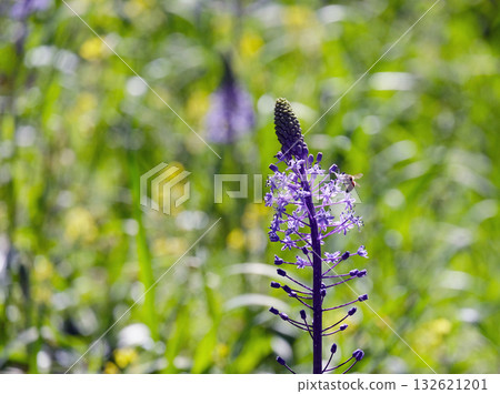 Beautiful Campanulata Blue (lat.- Scilla hyacinthoides) 132621201