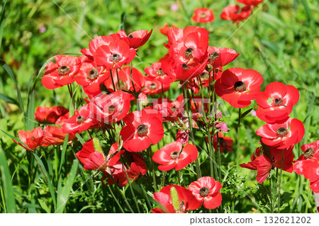 Persian buttercup from Mediterranean region (lat.- Ranunculus asiaticus) 132621202