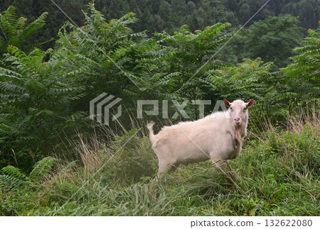 A goat standing in the grass 132622080
