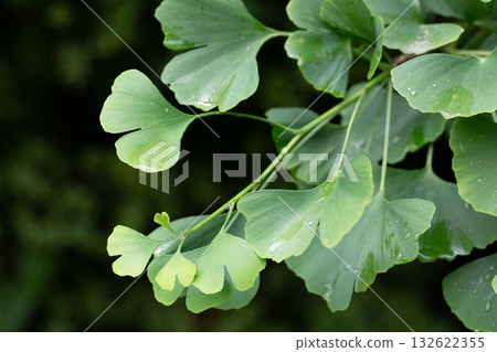 Ginkgo tree (Ginkgo biloba) or ginkgo with bright green new leaves on background of blurry foliage. Selective focus. Close-up. Landscaped garden. Nature concept for desig Ginkgo tree (Ginkgo biloba) or ginkgo with bright green new leaves on background of blurry foliage. Selective focus. Close-up. Landscaped garden. Nature concept for desig 132622355