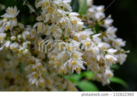 Spring flowering of Japanese snow flower Deutzia gracilis in a forest garden in the countryside of a European village. Spring flowering of Japanese snow flower Deutzia gracilis in a forest garden in the countryside of a European village. 132622360