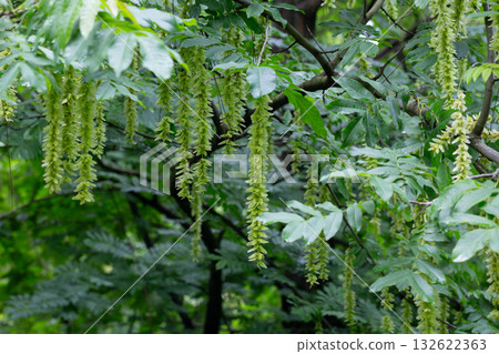 Branches with flowering catkins of Caucasian Walnut or Pterocarya Fraxinifolia tree Branches with flowering catkins of Caucasian Walnut or Pterocarya Fraxinifolia tree 132622363