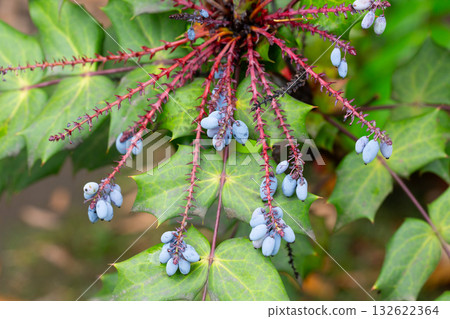 Mahonia aquifolium plant with blue fruits, ornamental evergreen plant Mahonia aquifolium plant with blue fruits, ornamental evergreen plant 132622364