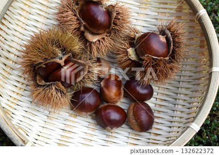 Harvested chestnuts and burrs 132622372