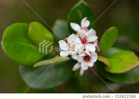 Rhaphiolepis indica Oriental Pearl Rosaceae flower Rhaphiolepis indica Oriental Pearl Rosaceae flower 132622388