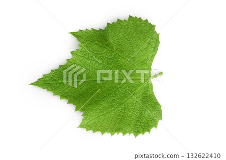 Grape leaf isolated on white background. Top view. Flat lay 132622410