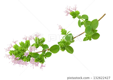 blooming oregano isolated on white background blooming oregano isolated on white background 132622427