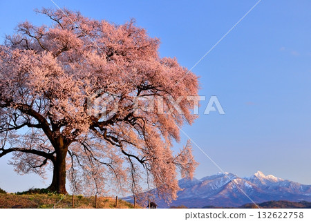 One-tree cherry blossoms on a rice field One-tree cherry blossoms on a rice field 132622758