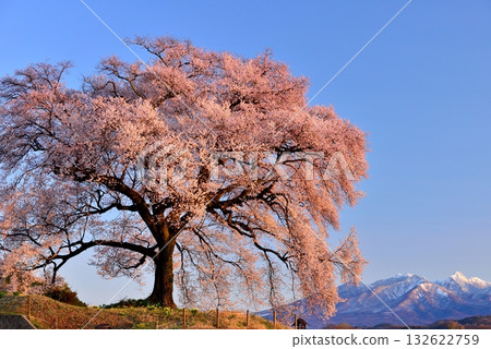 在稻田的一棵樹櫻花 在稻田的一棵樹櫻花 132622759