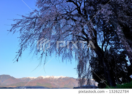 The weeping cherry tree of Yoshise The weeping cherry tree of Yoshise 132622784