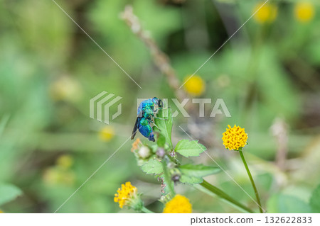 A giant dwarf bat resting on a flower 132622833