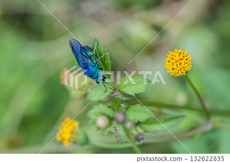 A giant dwarf bat resting on a flower 132622835
